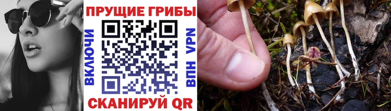 kraken tor  Пыть-Ях  Галлюциногенные грибы Psilocybe 